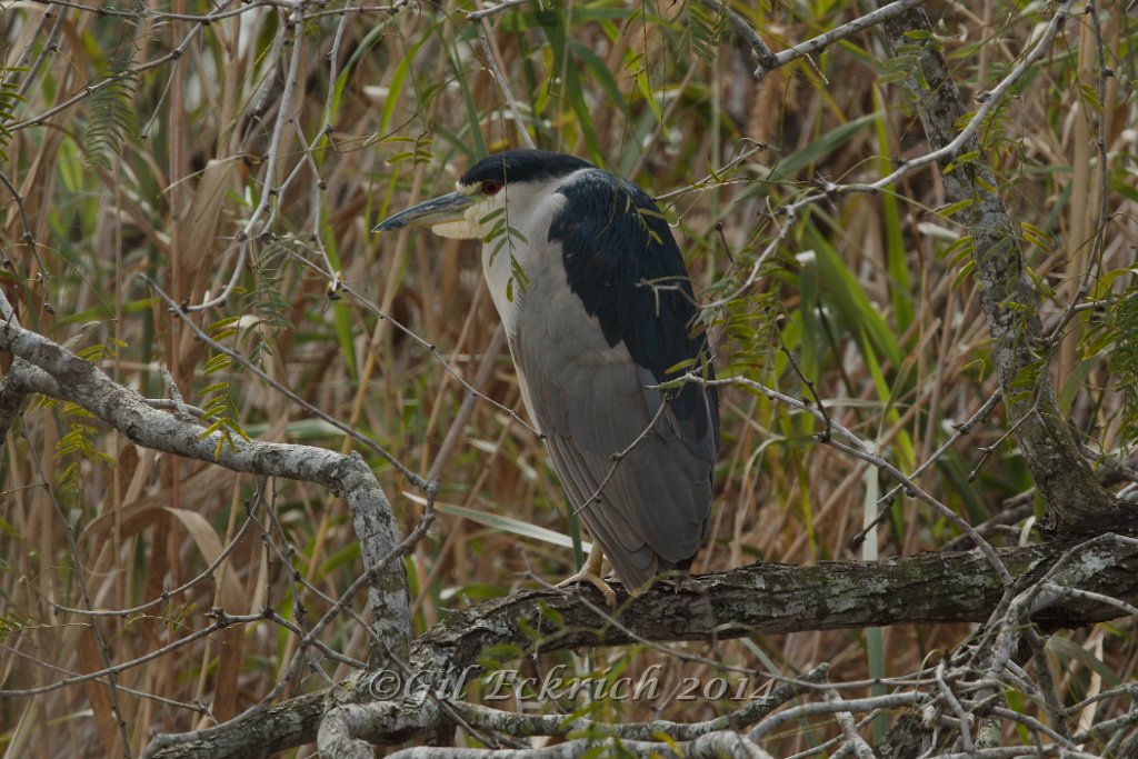 Black-crowned Night-Heron 2014-01-25.jpg